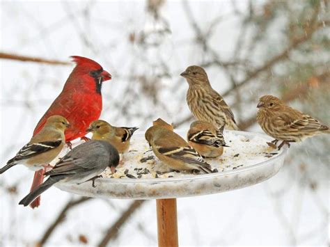 Feeding Birds | All About Birds