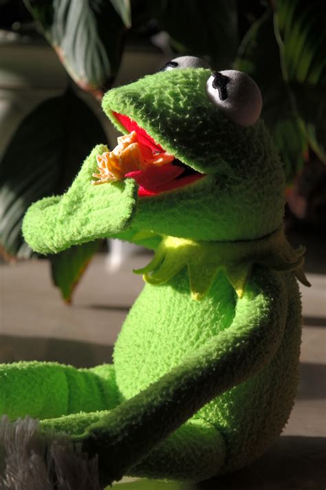 Free Images : flower, green, reptile, amphibian, cookie, eat, tree frog, chameleon, kermit ...