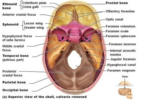 Pictures Of Carotid Canal | Healthiack