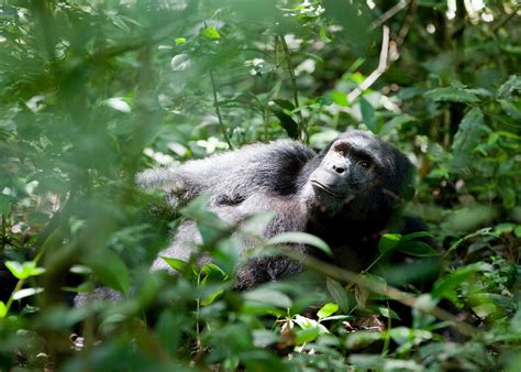 Visit Kibale Forest National Park, Uganda | Audley Travel