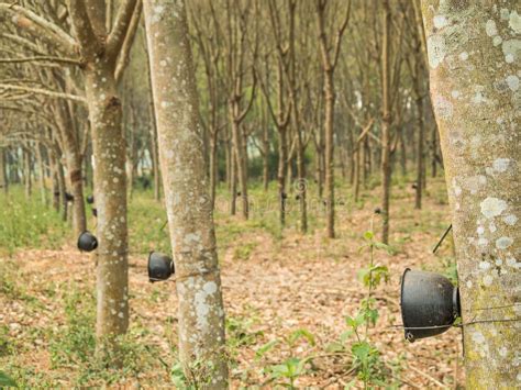 Rubber tree harvesting stock photo. Image of harvest - 17369074