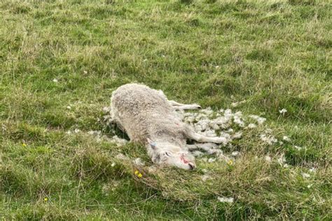 Farm Animal Disposal - What to Do With Your Dead Animal's Carcass