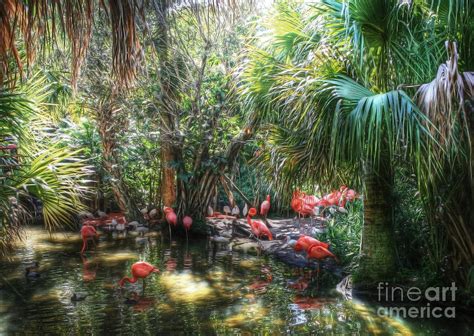 Flamingo Oasis Photograph by Loyda Herrera - Fine Art America