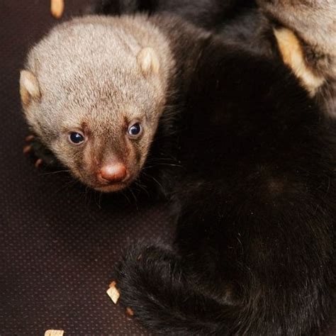 Two Rare Tayras Born at Prague Zoo! - ZooBorns