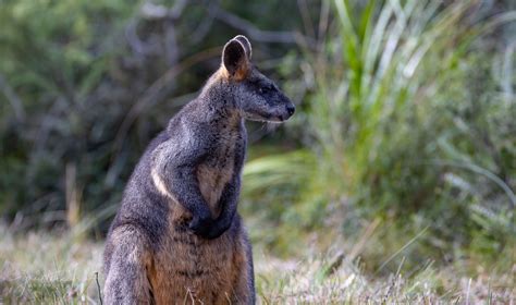 Swamp Wallaby - Wildlife Sanctuary & Café - Great Ocean Road | Wildlife ...