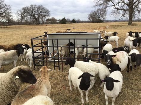 Weaning Lambs by KJH Dorper Sheep