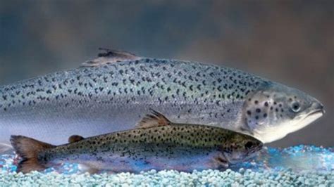 Aquadvantage Salmon: 9 Things You Need To Know about GMO Salmon