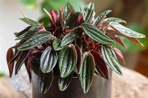 How to Grow and Care for Peperomia Rosso