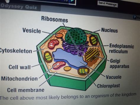 the cell above most likely belongs to an organism of the kingdom A ...