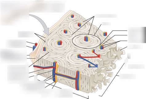 Osteology Histology of Osteon Diagram | Quizlet