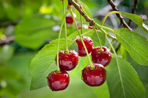 50+ Places for the Best Cherry Picking Near Me - Fruit Picking Farms Near Me