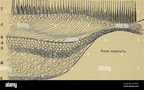 Fovea Centralis Histology