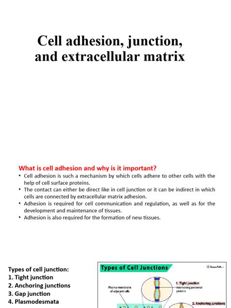 Cell Junction, Adhesion and Extracellular Matrix | PDF | Extracellular ...