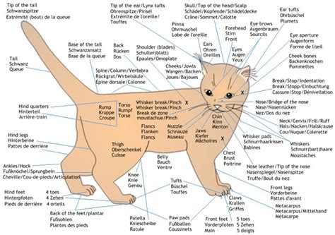 Cat Anatomy - wcf en