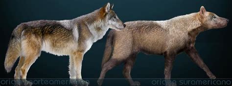 Are The Dire Wolves From Game Of Thrones Real Animals?