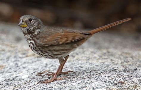 Fox Sparrow | San Diego Bird Spot