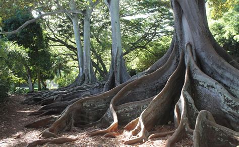 Allerton & McBryde Gardens Kauai | Go Hawaii