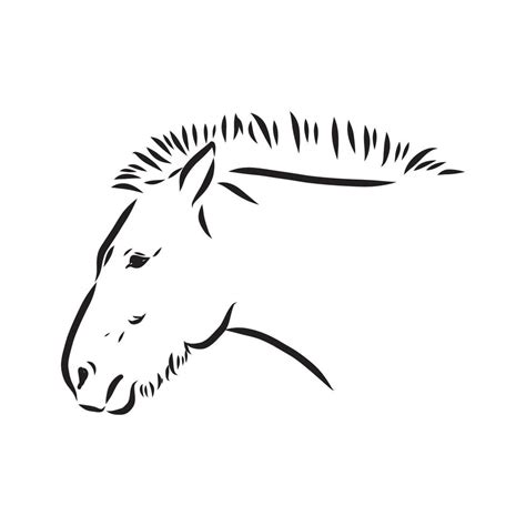 przewalski's horse vector sketch 7311479 Vector Art at Vecteezy