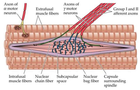 Neurophysiology IV - Muscle Stretch Receptors Flashcards | Quizlet