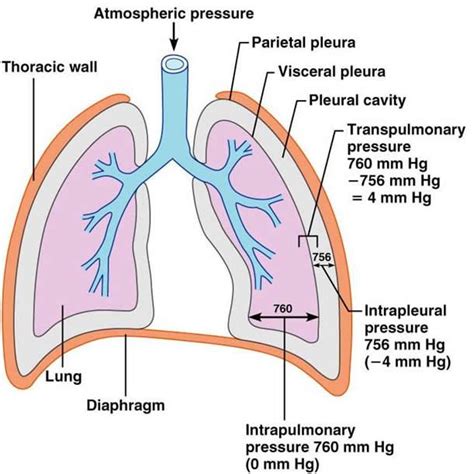 transpulmonary pressure and intrapleural pressure - Google Search ...