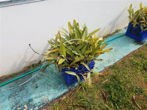 Green Cow Tongue Plant in Puerto Rico and Container Stock Photo - Image of grass, nature: 224910962