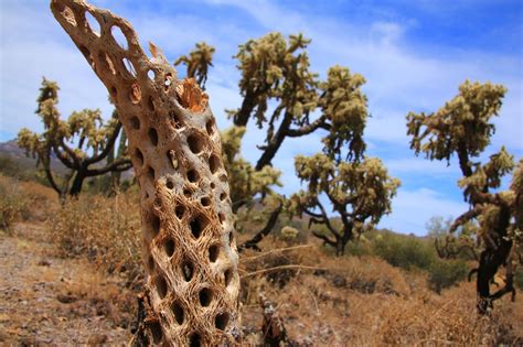 Where to See Cactuses in the American Southwest, When Do They Bloom