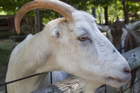 white goat, photoremedy.me | Animals, Albino, Goats