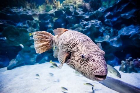 Puffer Fish in Tank stock photo. Image of captivity, animals - 30441094