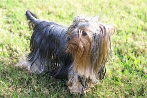 File:Yorkshire Terrier grass.jpg - Wikimedia Commons