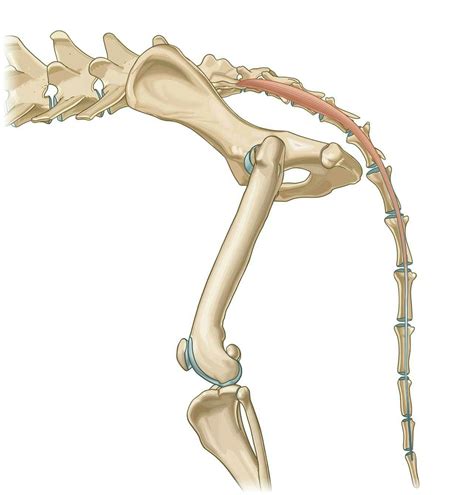 Ventral intertransverse muscles of tail [of coccyx] - vet-Anatomy - IMAIOS