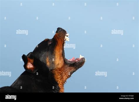 barking Rottweiler Stock Photo - Alamy