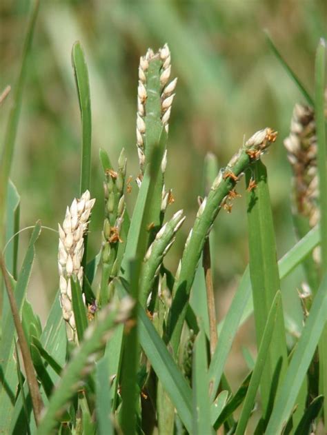 St Augustine grass (Stenotaphrum secundatum), flowers and seeds ...