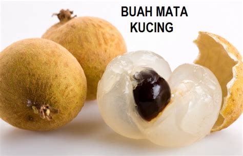 Megah: PERBEZAAN BUAH MATA KUCING DENGAN LONGAN - kelebihan buah mata ...