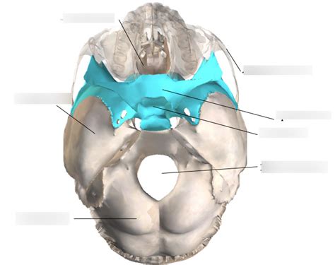 cranial cavity diagram Diagram | Quizlet