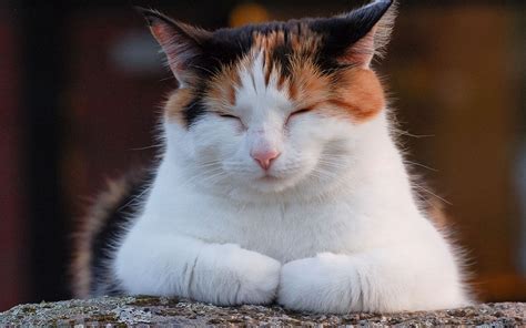 Calico cat with closed eyes HD wallpaper | Wallpaper Flare