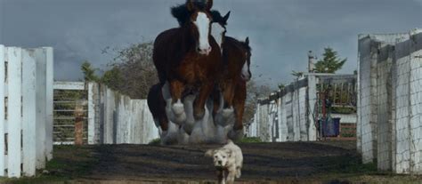 Budweiser Super Bowl Commercial “Lost Dog“ for 2015 - Women Daily Magazine