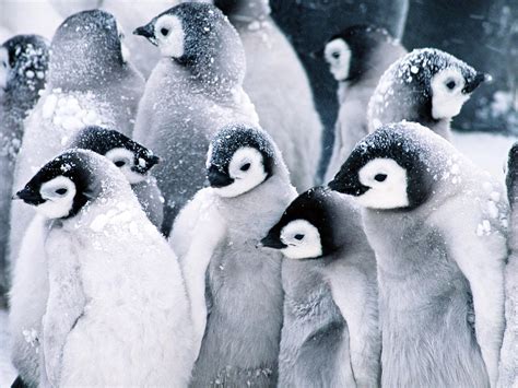 Penguins Wallpaper - Penguins Wallpaper (16119977) - Fanpop