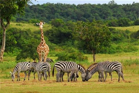 Encantos da África: Na savana africana