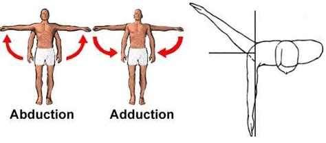 Vertical and horizontal arm abduction and adduction movements ...