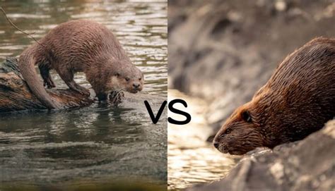 Castor vs Nutria (5 diferencias clave)