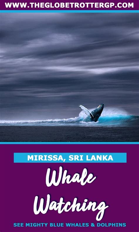 whale watching in mirissa - The Globetrotter GP