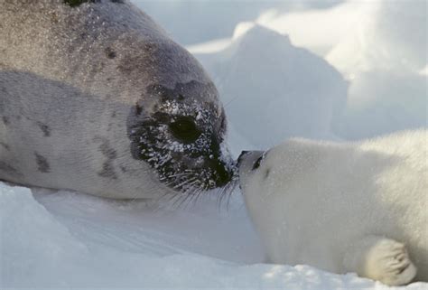 Harp seals were a conservation success story. Climate change is a new ...