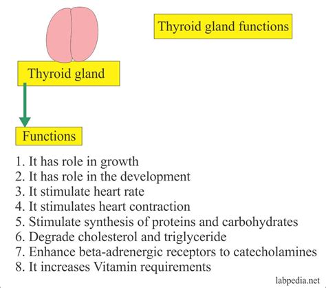 Thyroid – Part 2 – Thyroid stimulating hormone (TSH), Thyrotropin – Labpedia.net