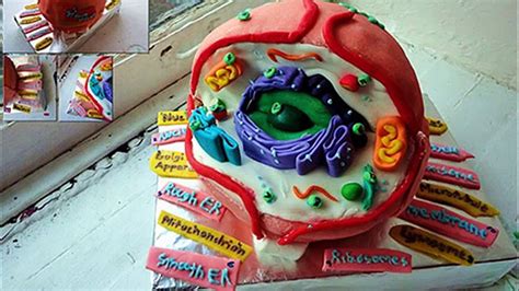 How To Make A Cake Animal Cell Model - Cake Walls