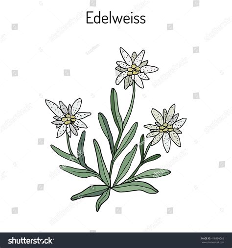 Edelweiss Flower Drawing at GetDrawings | Free download