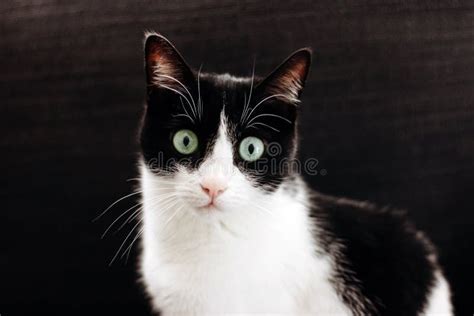 Portrait of Funny Black and White Cat with Green Eyes Stock Image - Image of funny, beautiful ...