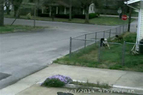 handbrake :: fail :: fedex :: gif (gif animation, animated pictures) / funny pictures & best ...