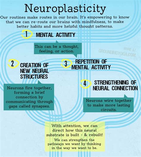 What is Neuroplasticity? | Neuroplasticity, Brain based learning, Brain facts