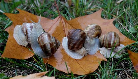 The reproduction of snails and their life cycle - Global Gardening Secrets