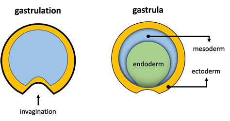 Gastrulation is the (a) formation of three germ layers by th | Quizlet